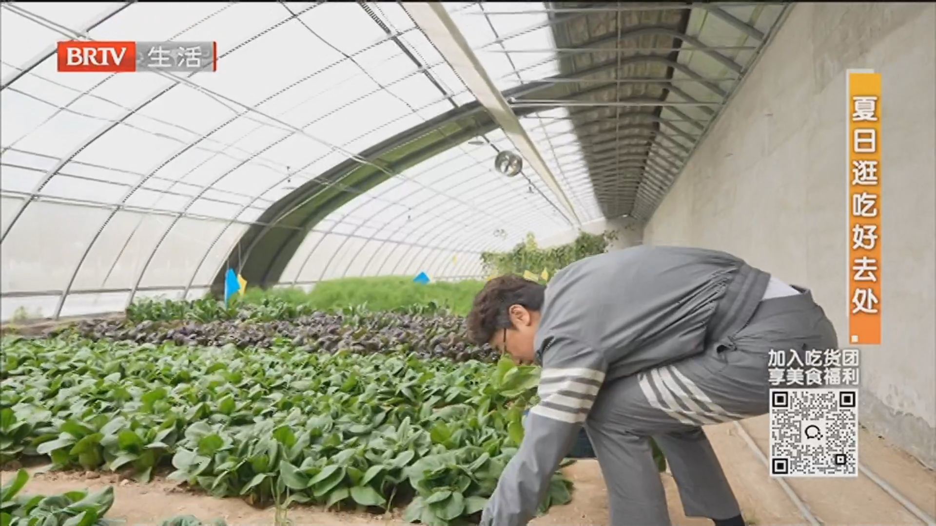 夏日逛吃好去处：菜户营美学农场