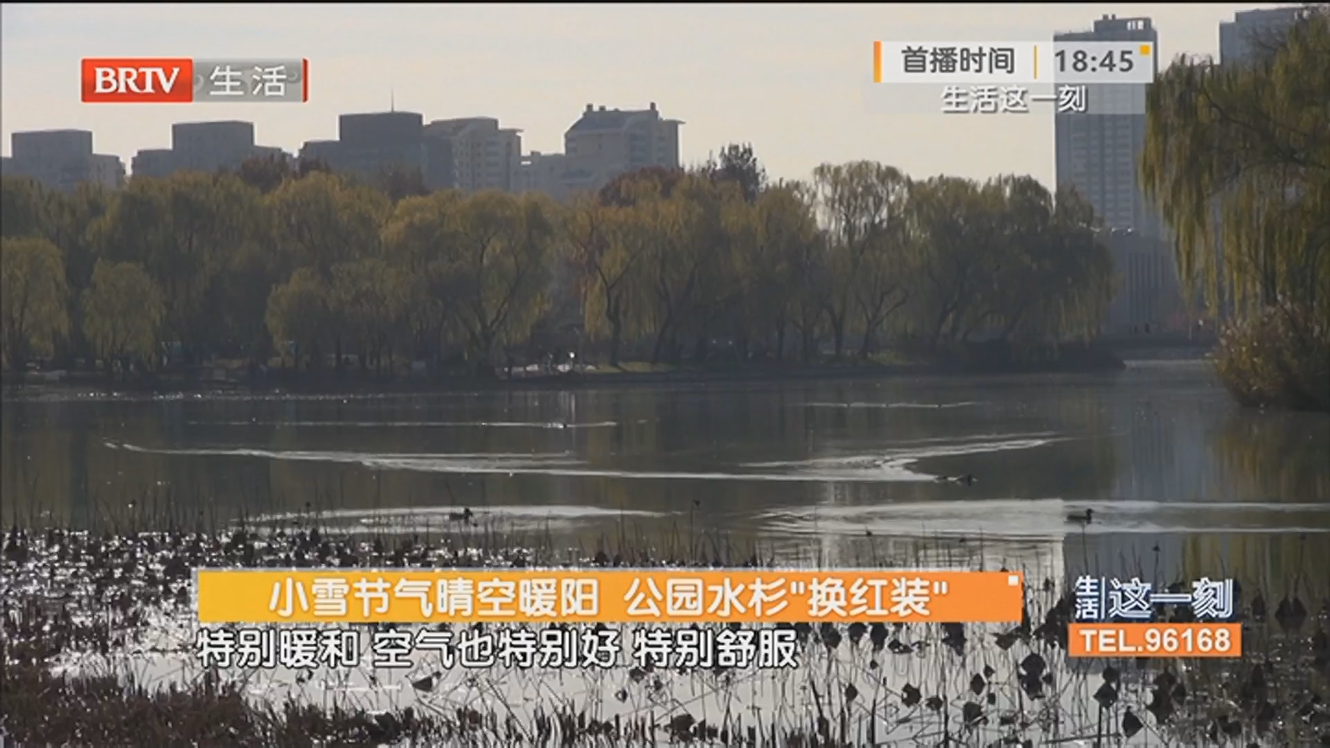 小雪节气晴空暖阳 公园水杉“换红装”