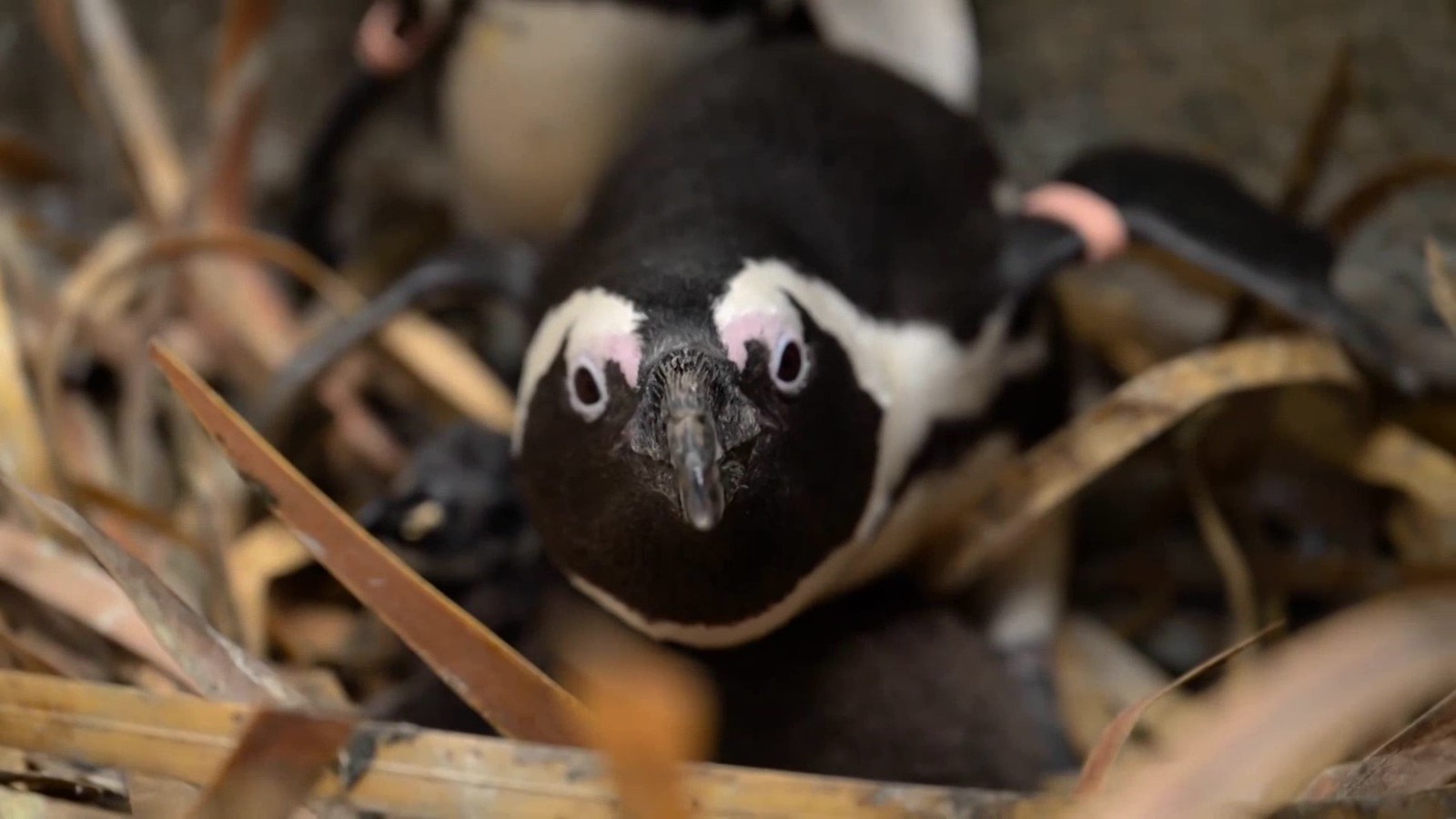 英国一动物园宣布孵化两只濒危非洲企鹅