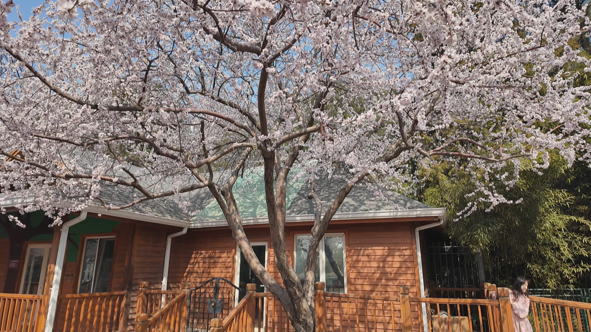 二环内的“山桃花天花板” 陶然亭公园太有春天的味道了