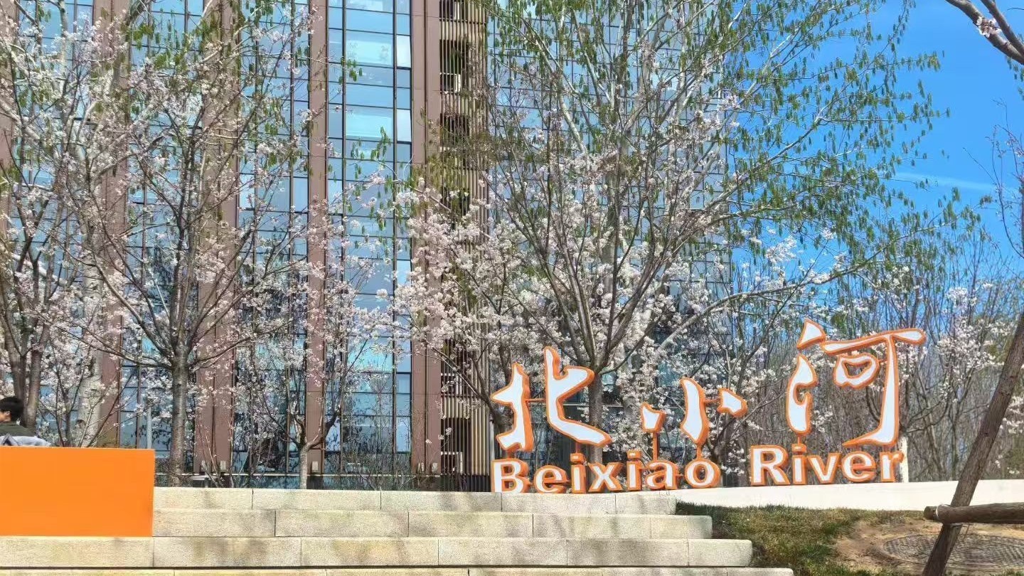 北京首条“樱花河”来了!北小河全域近6000株樱花次第绽放 北京首条“樱花河”来了!北小河全域近6000株樱花次第绽放