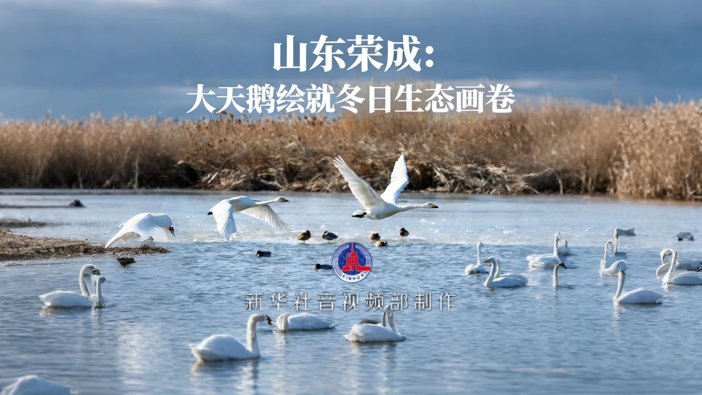 生态中国|山东荣成:大天鹅绘就冬日生态画卷 生态中国|山东荣成:大天鹅绘就冬日生态画卷