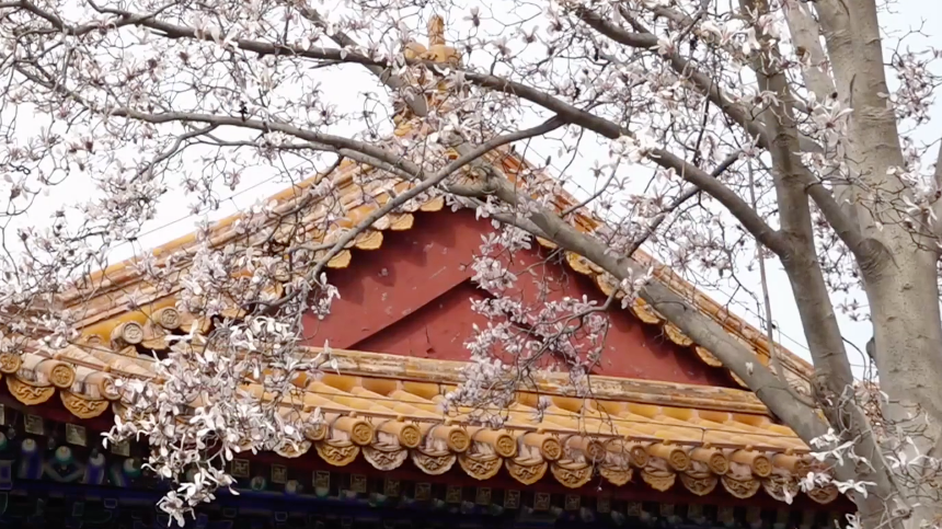 一树繁花满城春