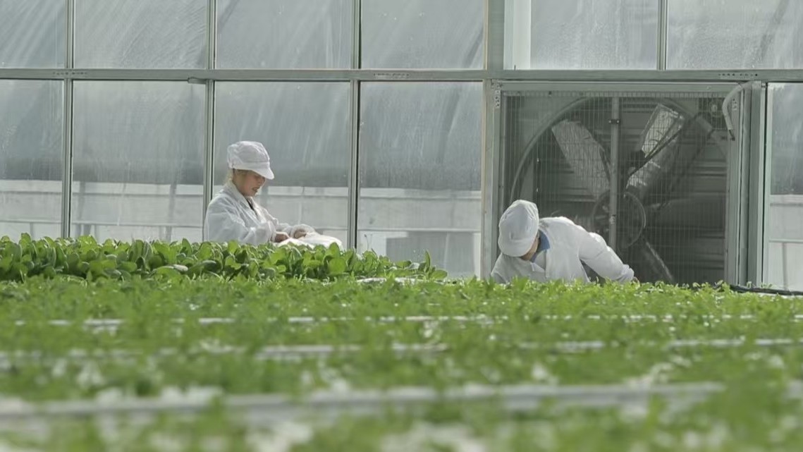 大兴区长子营镇:打造年供万吨的净菜产业 大兴区长子营镇:打造年供万吨的净菜产业