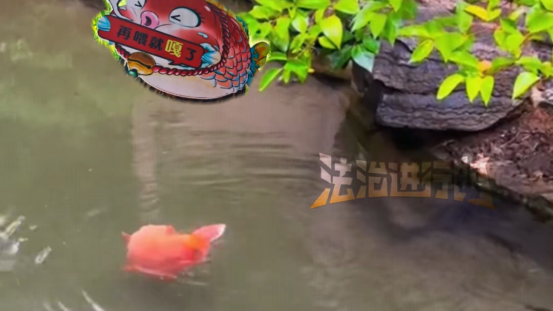 趵突泉的\