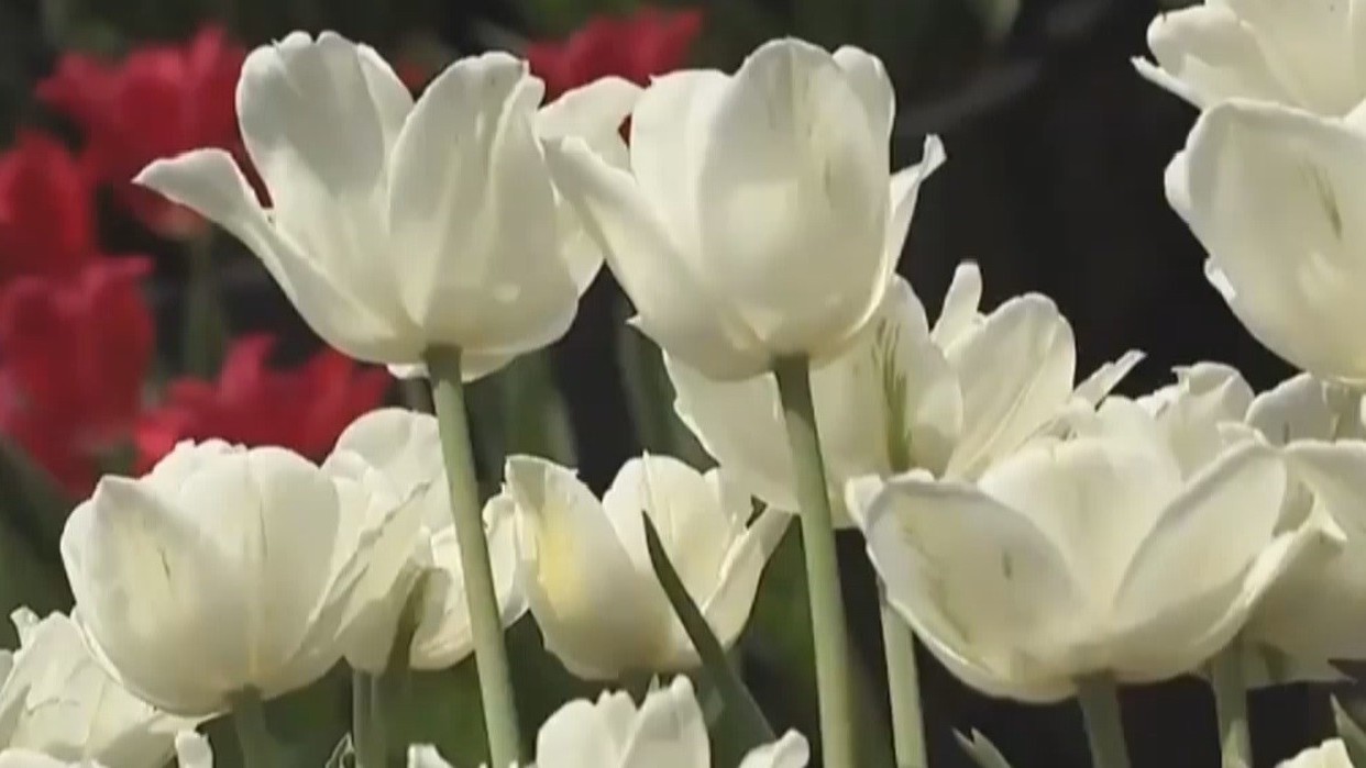 日本富山县砺波市举办郁金香节