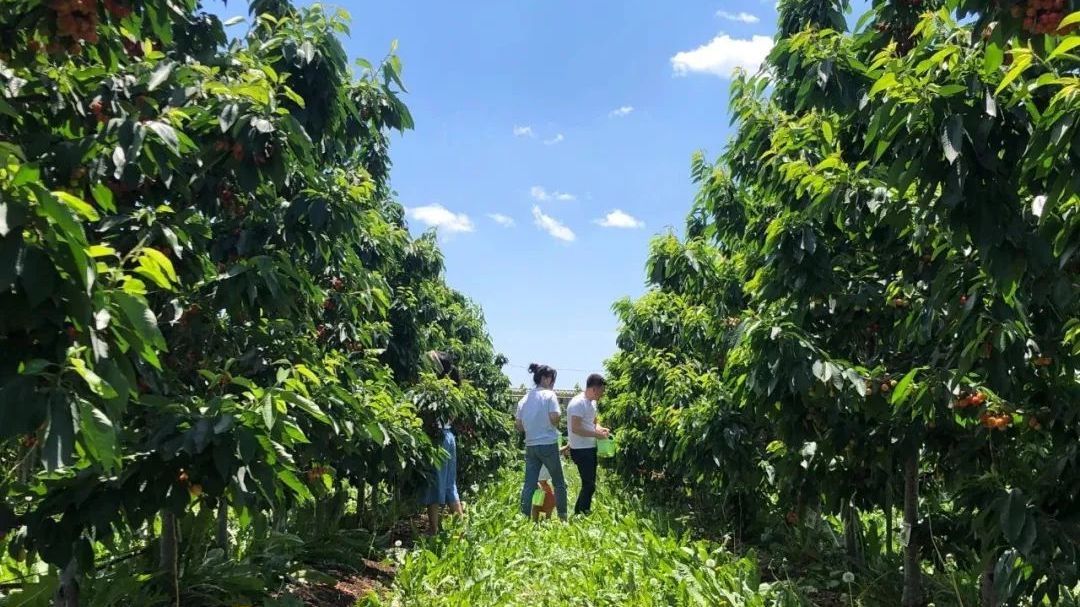 樱桃熟了！这三条采摘线路收藏好——