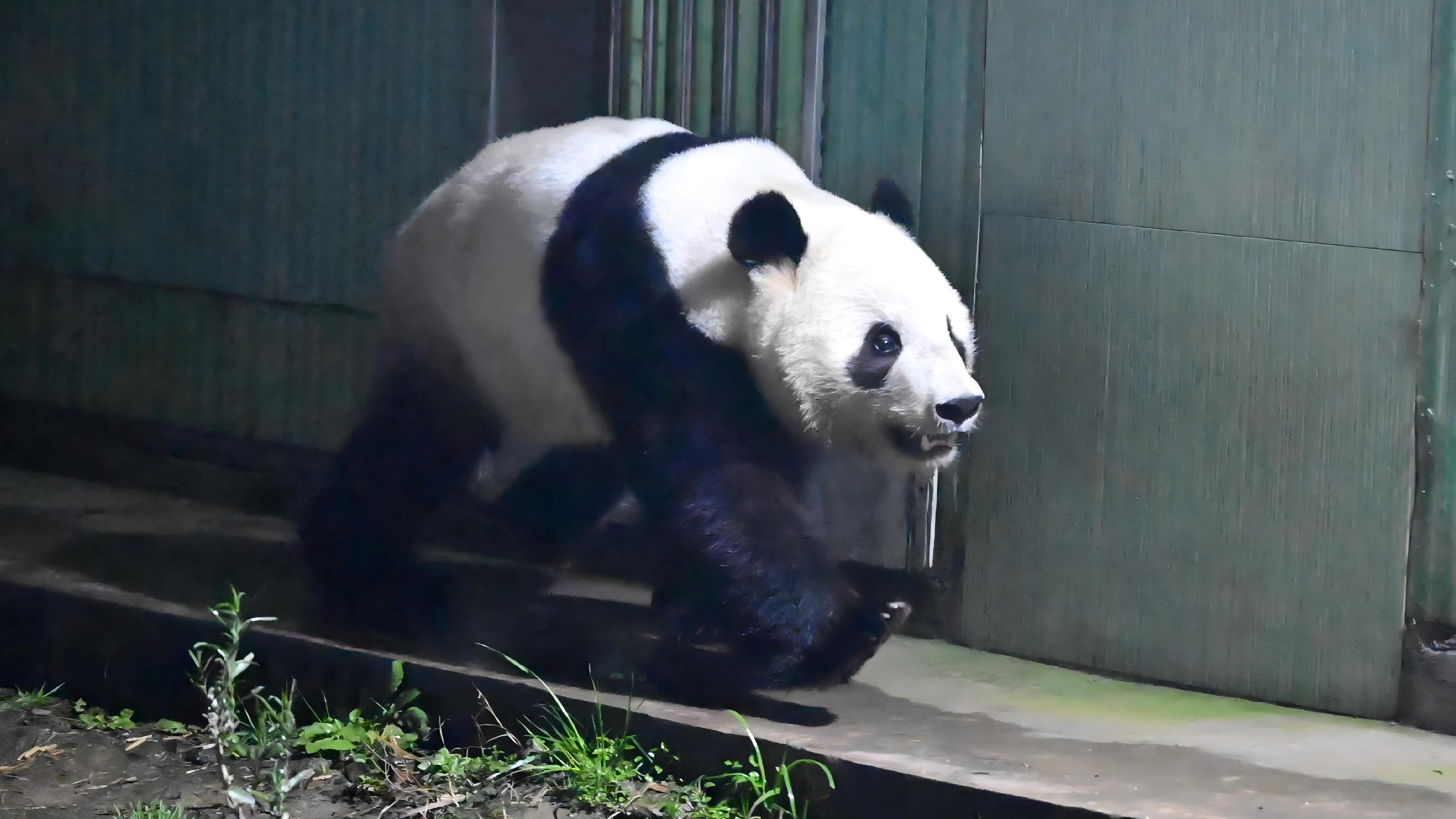 大熊猫“晓晓”“蕾蕾”入住中国大熊猫保护研究中心雅安基地 大熊猫“晓晓”“蕾蕾”入住中国大熊猫保护研究中心雅安基地