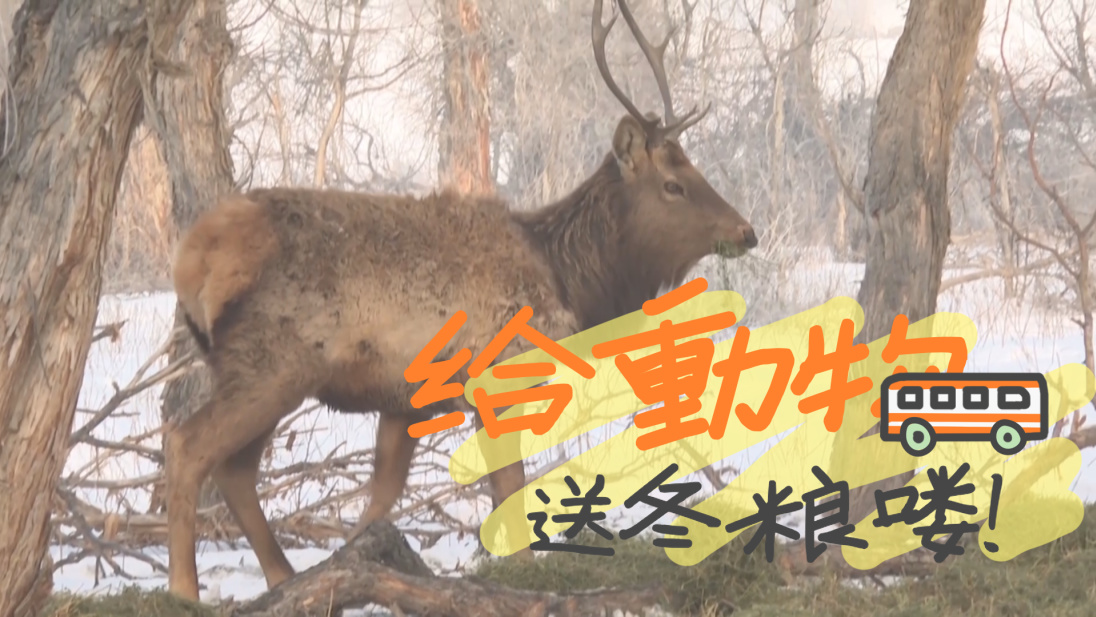 新疆为野生动物送“口粮” 保障安全度“粮荒” 新疆为野生动物送“口粮” 保障安全度“粮荒”