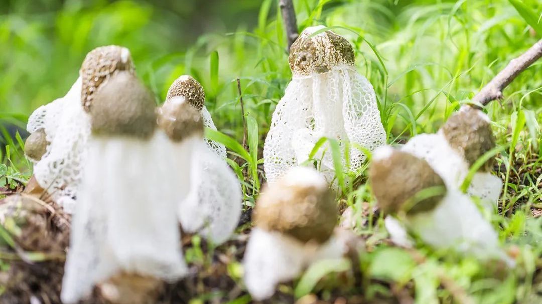 北京特色农产品(基地)推介名单公布!顺义6家单位入选 北京特色农产品(基地)推介名单公布!顺义6家单位入选