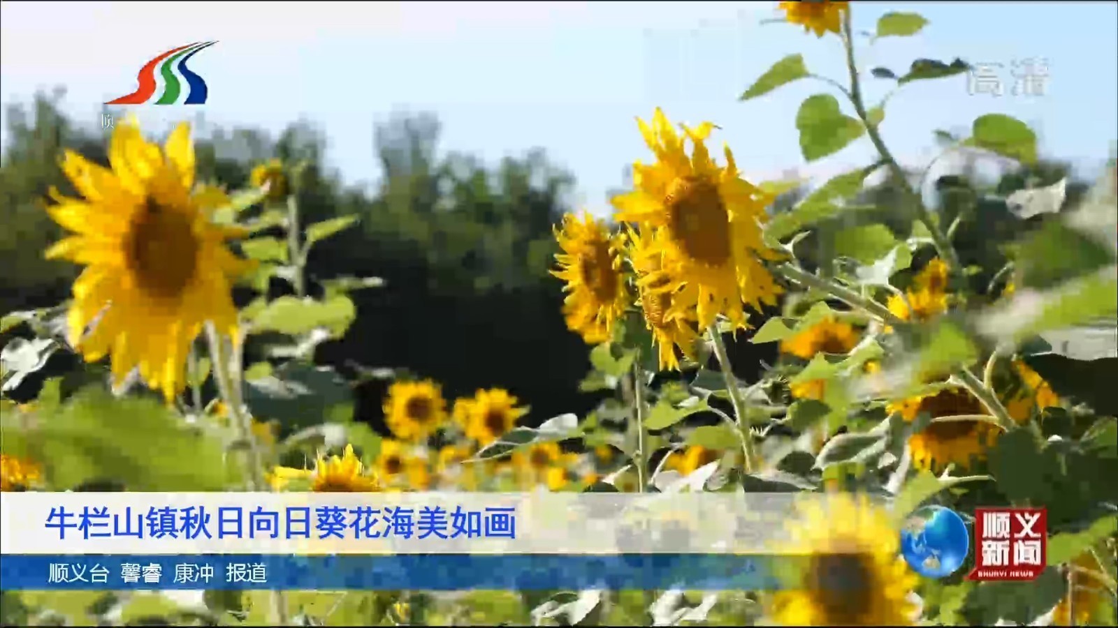 牛栏山镇秋日向日葵花海美如画