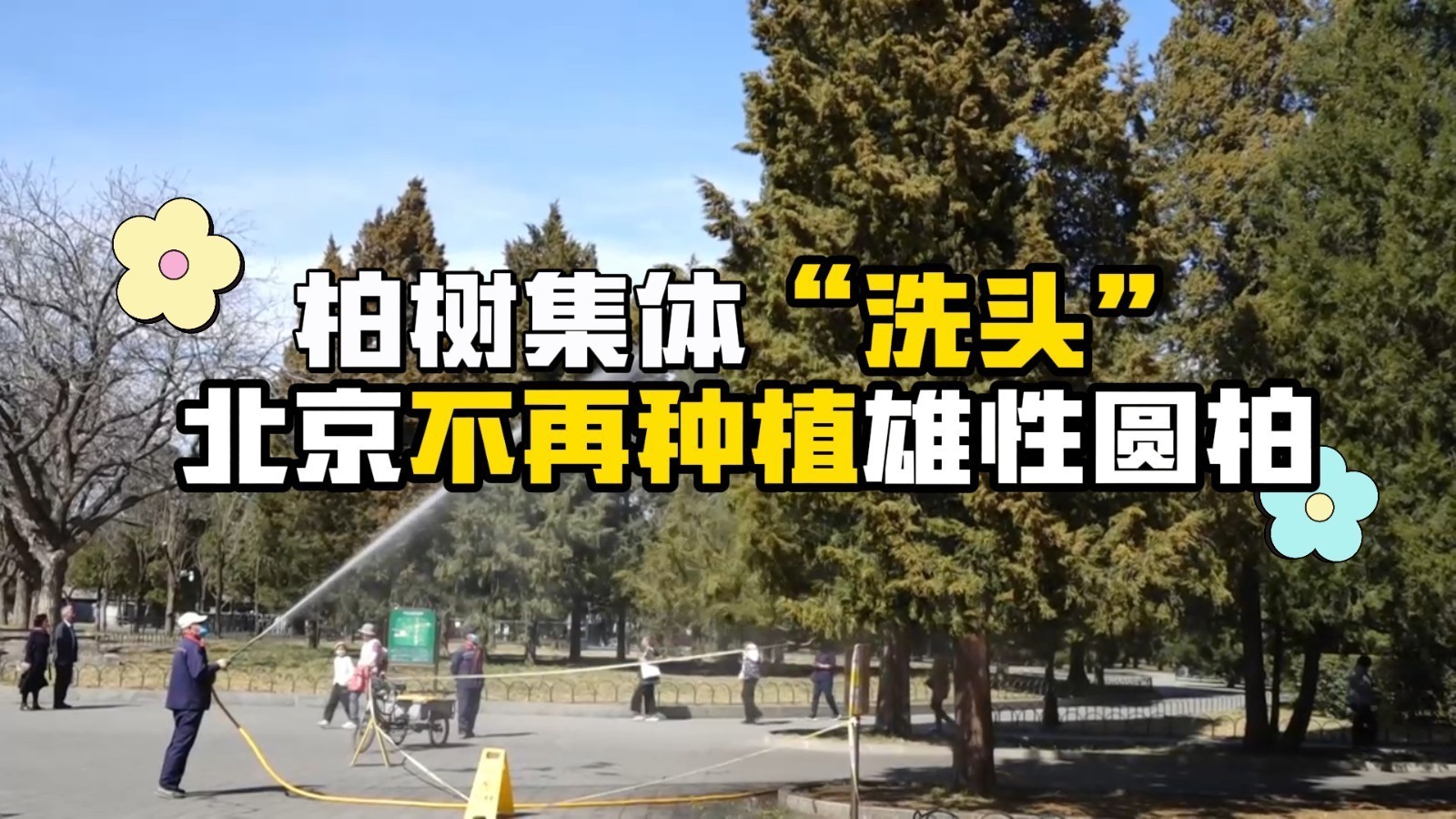 天坛柏树集体“洗头” 北京：不再种植雄性圆柏！