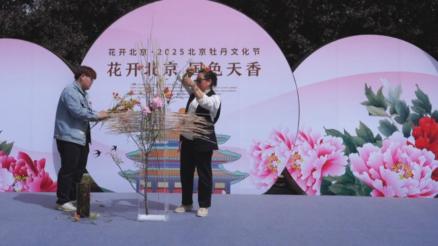 京城追春丨北京牡丹文化节开幕 全市17个牡丹展区诠释“国色天香”