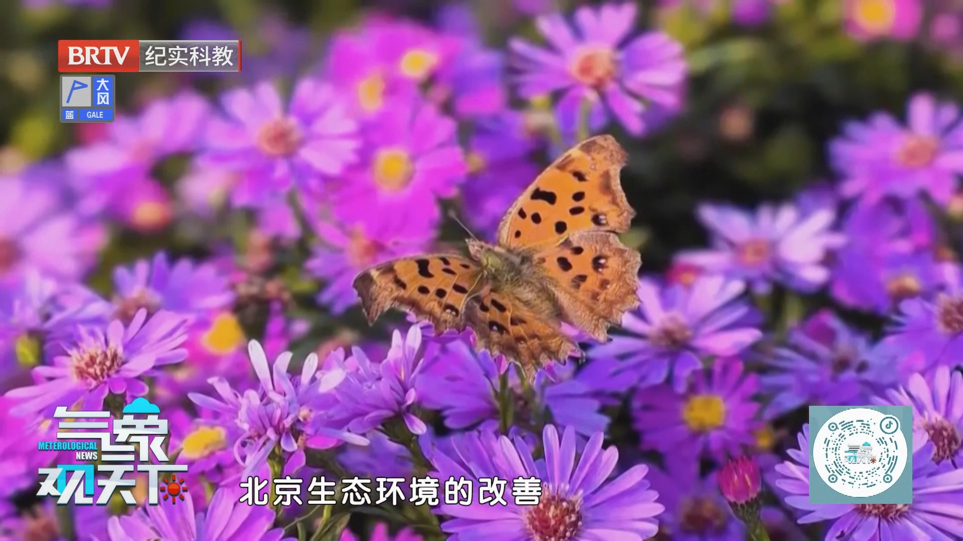 彩蝶飞舞 生态环境持续向好