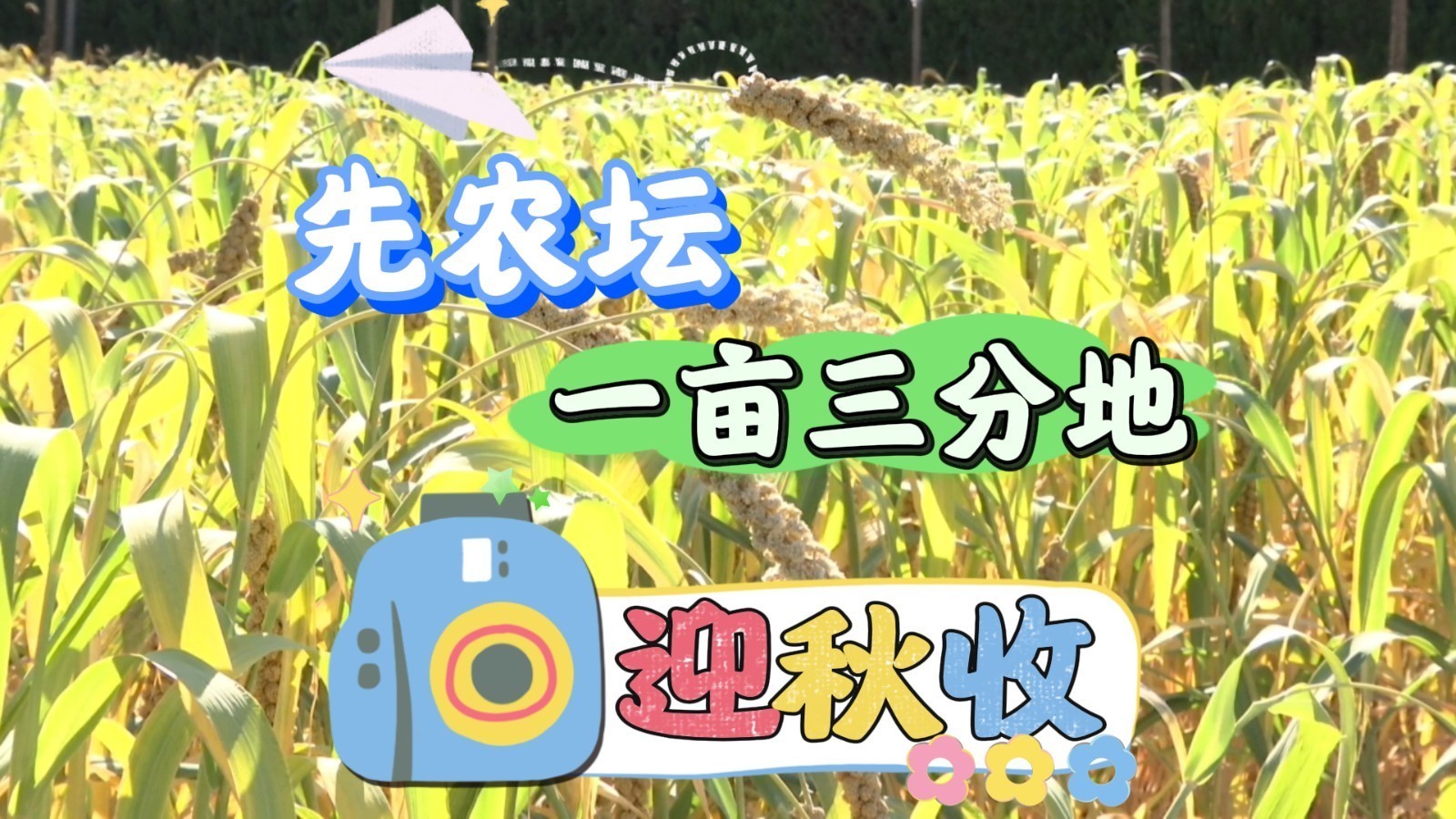 中轴线上迎丰收!先农坛“一亩三分地”开镰 沉浸式感受传统农耕文化 中轴线上迎丰收!先农坛“一亩三分地”开镰 沉浸式感受传统农耕文化