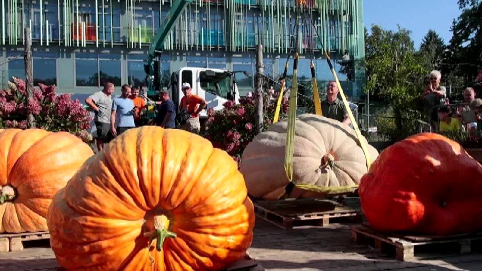 817公斤!俄罗斯巨型南瓜刷新国内纪录 817公斤!俄罗斯巨型南瓜刷新国内纪录