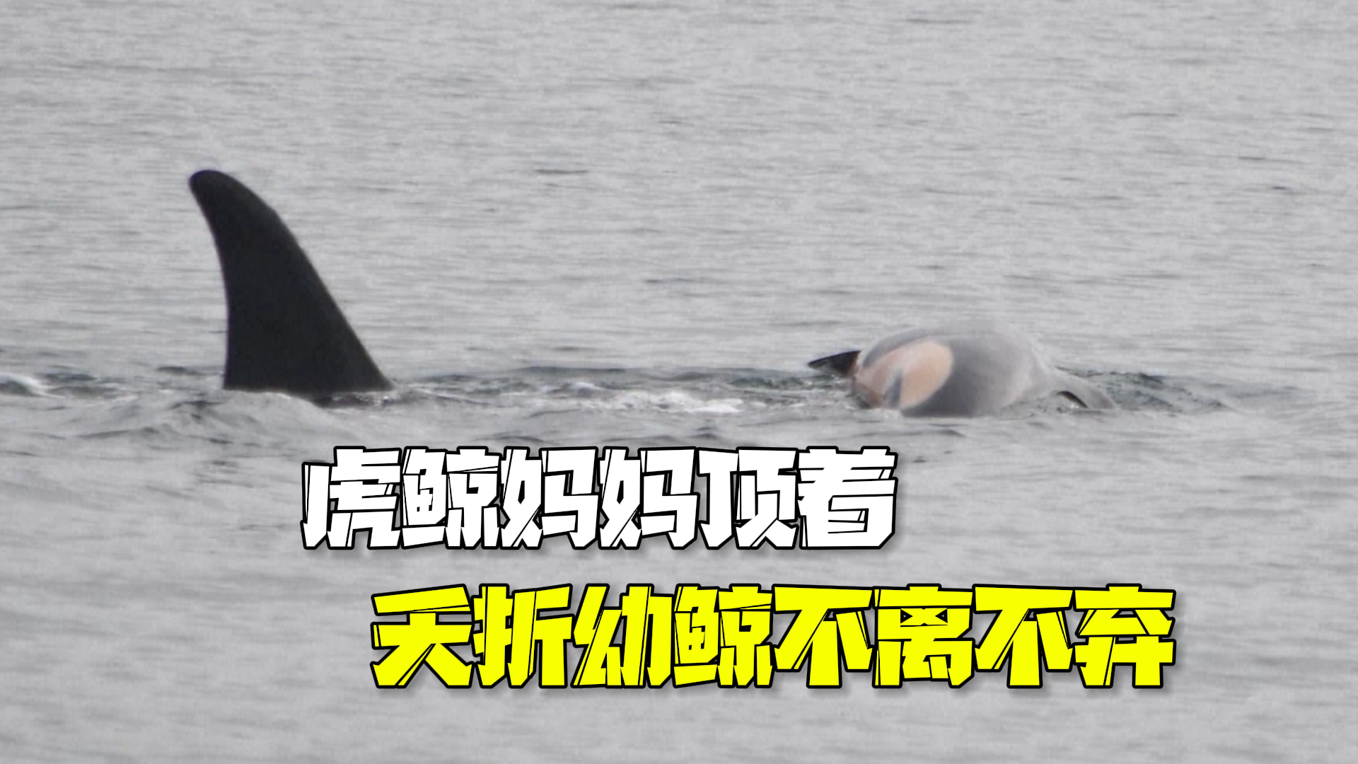 虎鲸时隔7年再次经历丧子之痛 顶着夭折幼鲸不离不弃 虎鲸时隔7年再次经历丧子之痛 顶着夭折幼鲸不离不弃