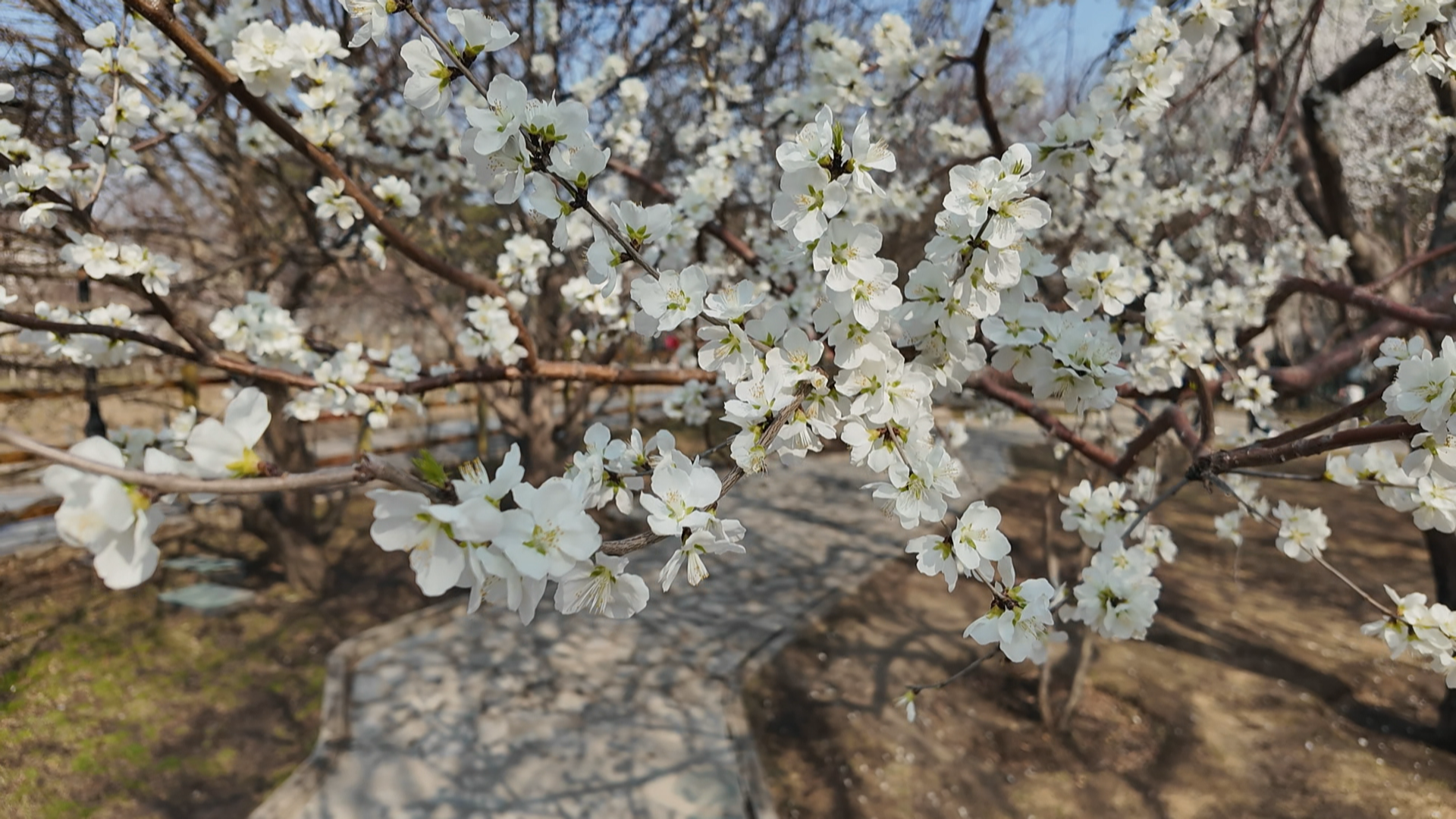 北京的春天太短了?还不快来陶然亭公园看“百花接力” 北京的春天太短了?还不快来陶然亭公园看“百花接力”
