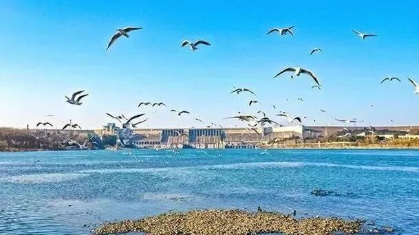 冬季到十堰来看鸟！你能认出几个小可爱？