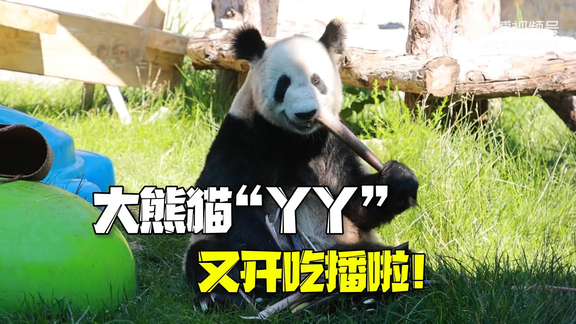 大熊猫“丫丫”又开吃播啦!身手矫健还扒拉小凳子_北京时间
