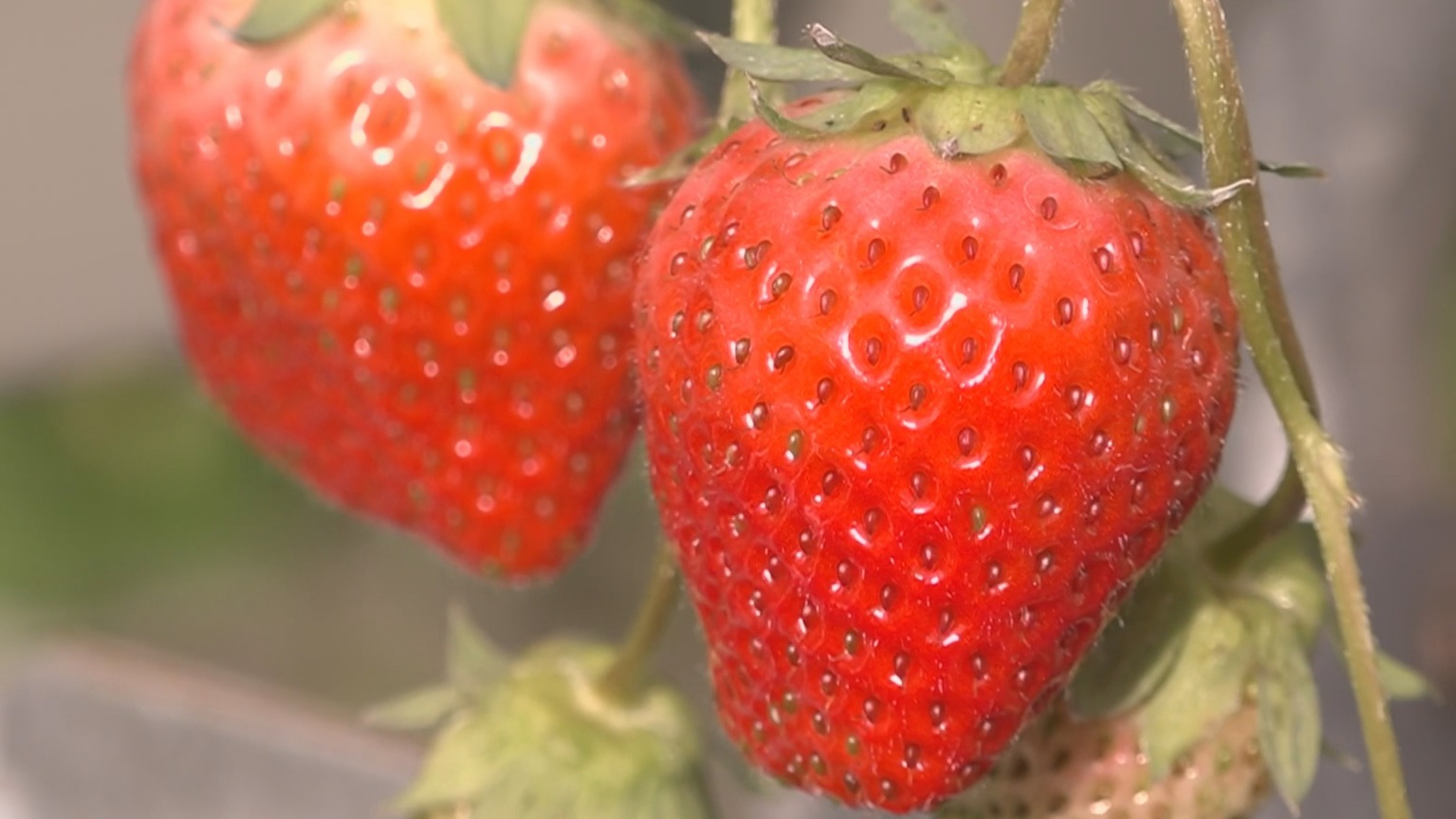 今冬昌平草莓采摘再添新品种 今冬昌平草莓采摘再添新品种
