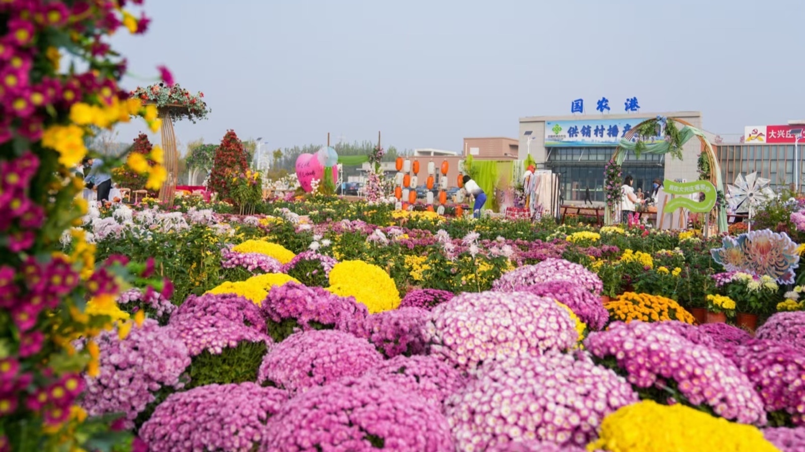 冬日暖胃标配 周三订满周末场 北京平谷菊花火锅持续升温 冬日暖胃标配 周三订满周末场 北京平谷菊花火锅持续升温