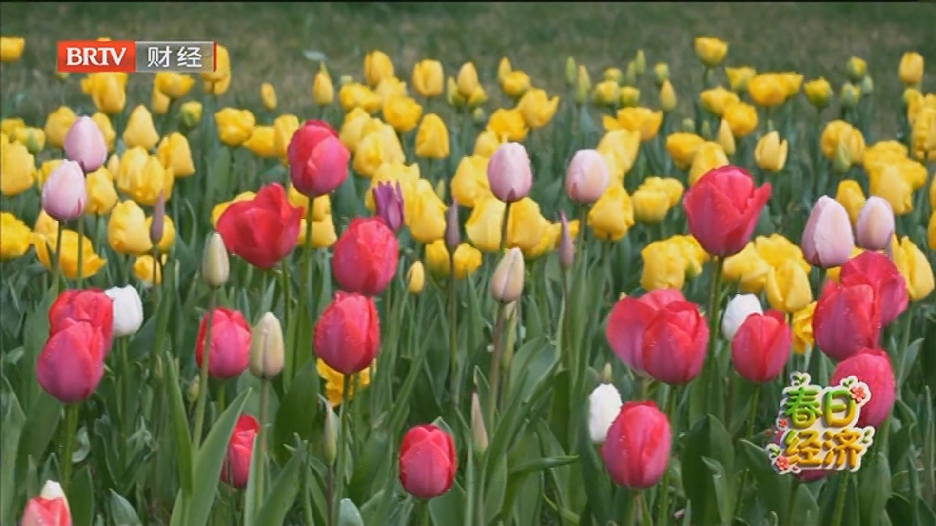 《首都经济报道》20260406从科幻走向实用 脑机接口技术应用驶入“快车道”