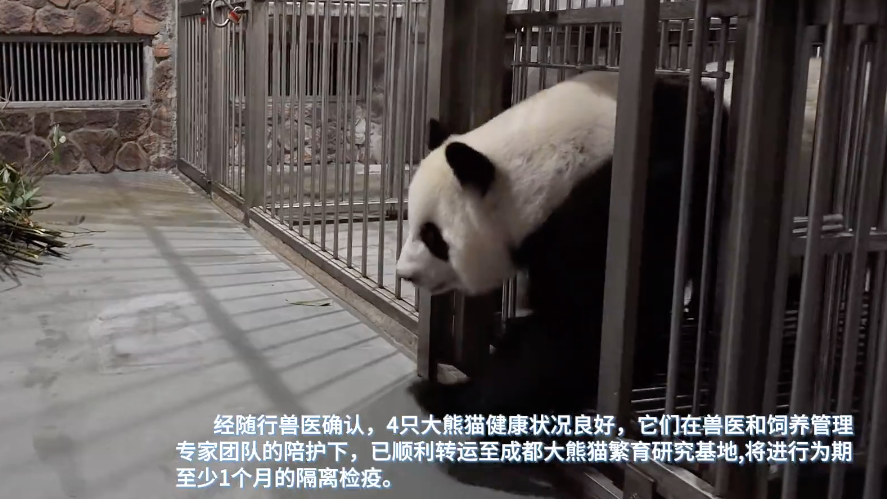 大熊猫“伦伦”“洋洋”一家已顺利抵达成都熊猫基地