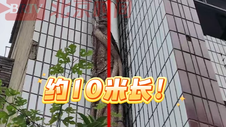 四川南充一居民楼外墙上，一棵10米高的榕树从排水管破墙而出