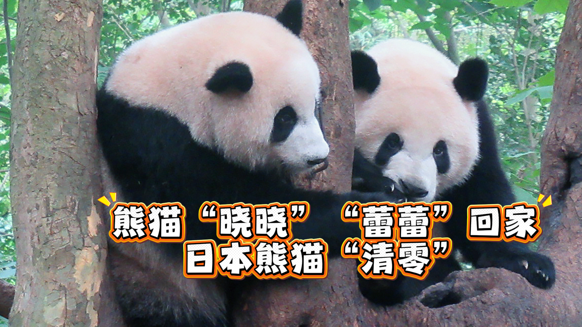 熊猫“晓晓”“蕾蕾”回家 日本熊猫“清零”