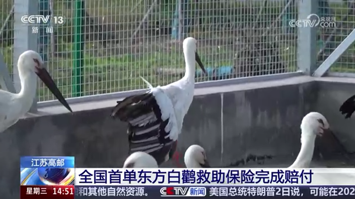 央视聚焦:全国首单!受伤“鸟界国宝”在高邮获保险赔偿 央视聚焦:全国首单!受伤“鸟界国宝”在高邮获保险赔偿