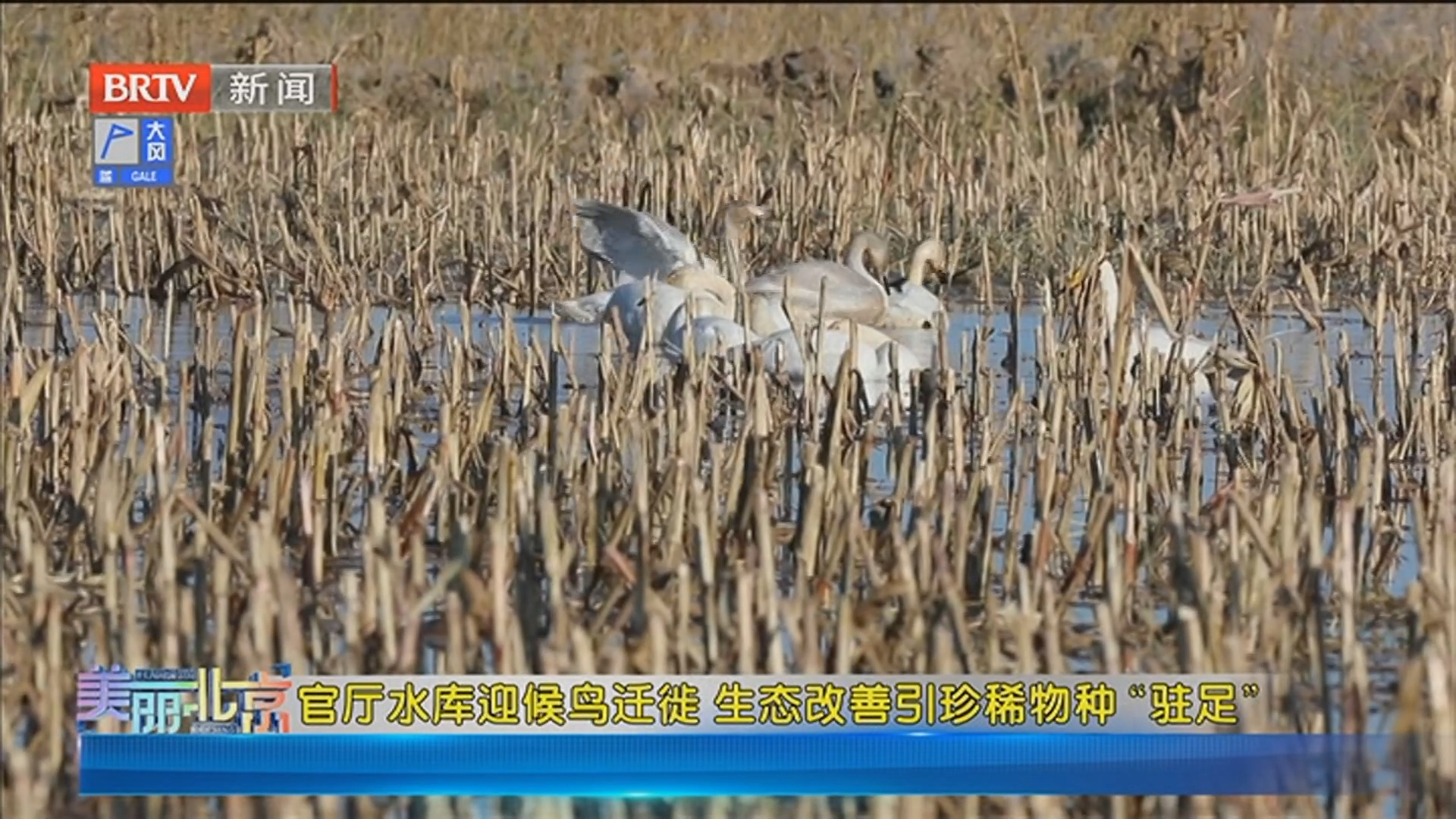 《美丽北京》20251126官厅水库迎候鸟迁徙 生态改善引珍稀物种“驻足”