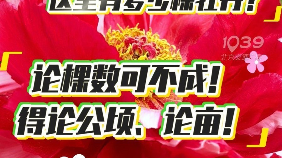 北京迎来牡丹盛花期。280年树龄牡丹花王和上过太空的牡丹花都在这儿 北京迎来牡丹盛花期。280年树龄牡丹花王和上过太空的牡丹花都在这儿
