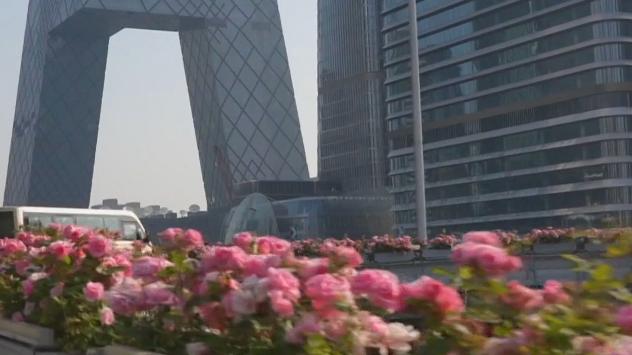 空中花廊 流动画卷：摄影师带您打卡环路月季