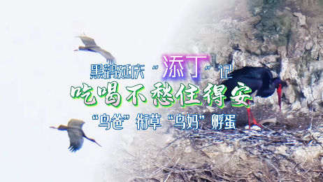 延庆：黑鹳龙庆峡“添丁”记
