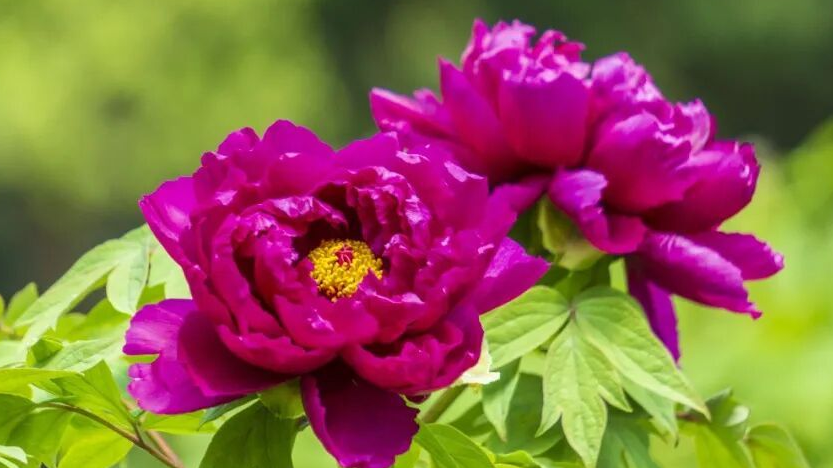 北京,全城进入“啊~牡丹~”模式 北京,全城进入“啊~牡丹~”模式