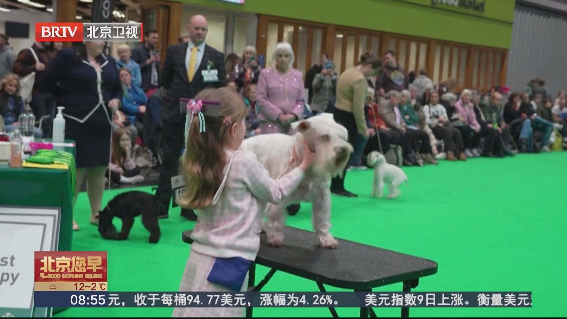 萌力翻倍！英国克鲁夫茨犬展：4岁女孩携爱犬亮相