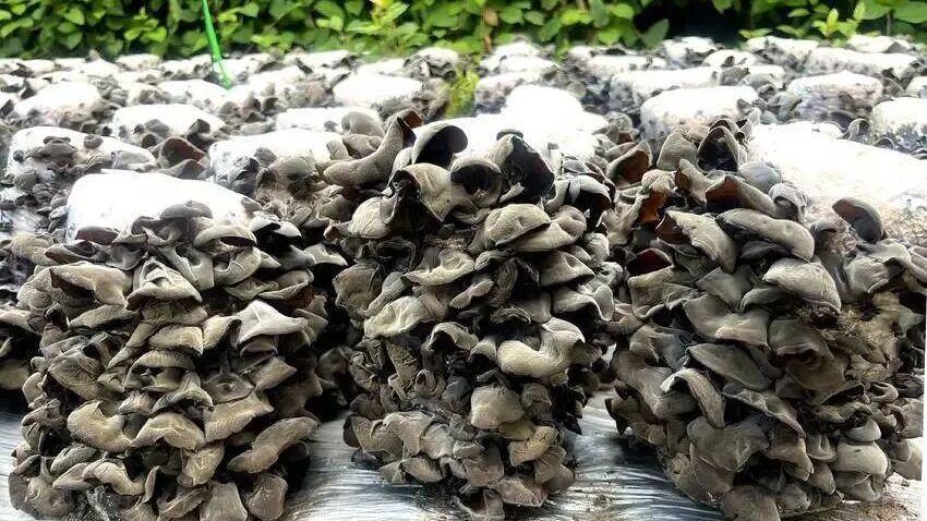 十堰房县这个特产厉害了!营养元素高出国际标准! 十堰房县这个特产厉害了!营养元素高出国际标准!