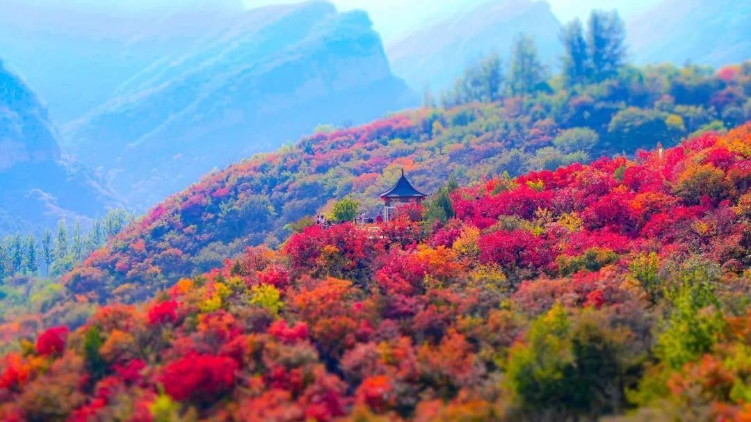 金秋十月,周口店镇邀您赴一场“红叶之约” 金秋十月,周口店镇邀您赴一场“红叶之约”