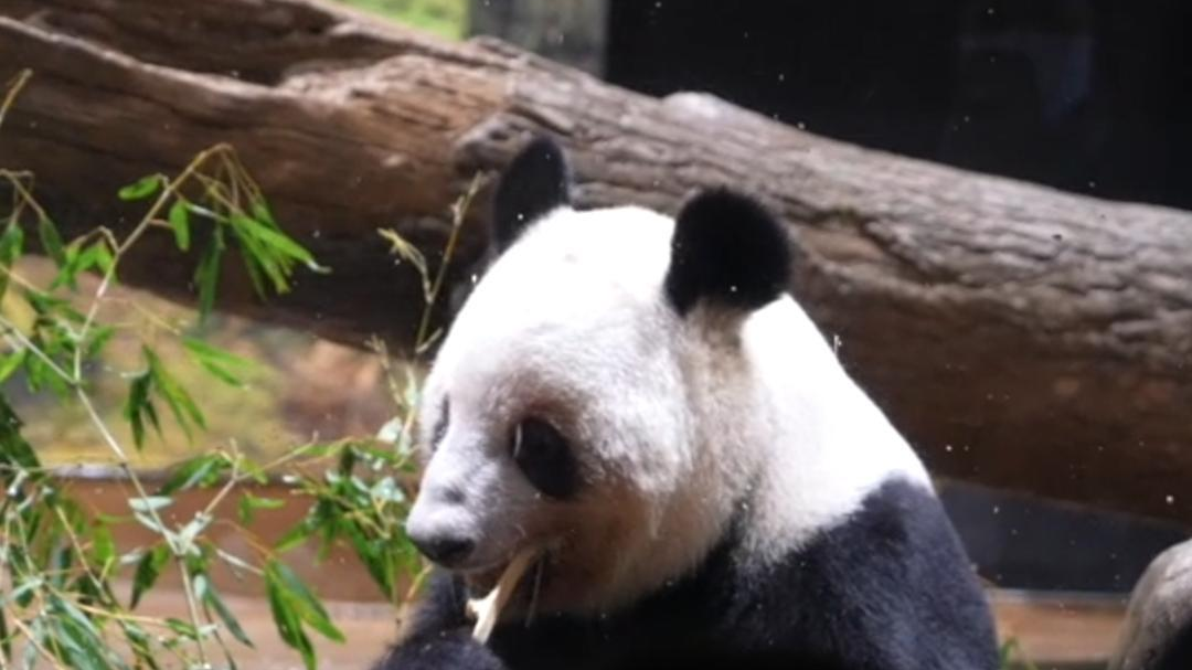 东京上野动物园前园长为“晓晓”“蕾蕾”送祝福:健康成长 顺利找到伴侣 东京上野动物园前园长为“晓晓”“蕾蕾”送祝福:健康成长 顺利找到伴侣