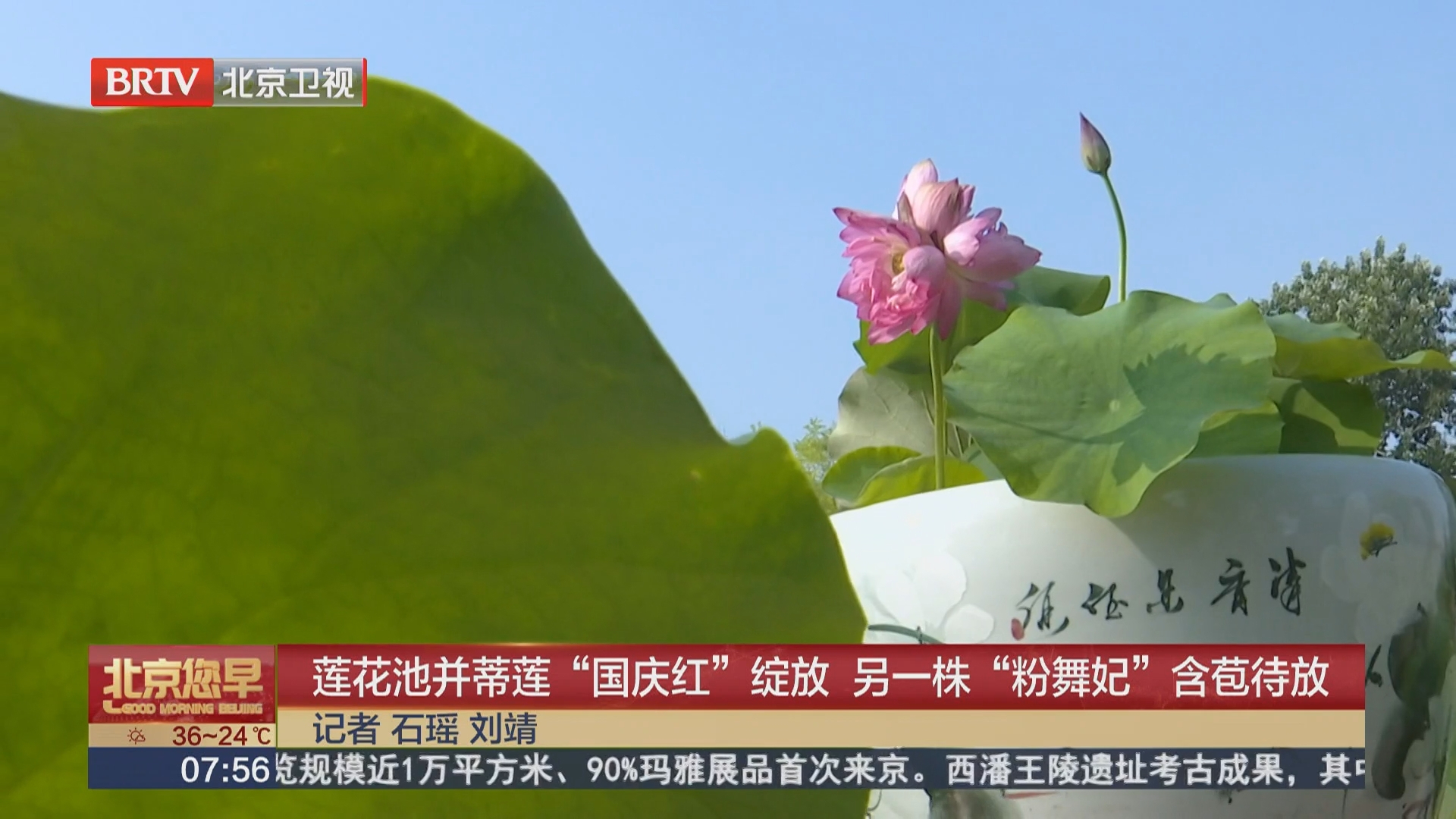 莲花池并蒂莲“国庆红”绽放 另一株“粉舞妃”含苞待放 莲花池并蒂莲“国庆红”绽放 另一株“粉舞妃”含苞待放