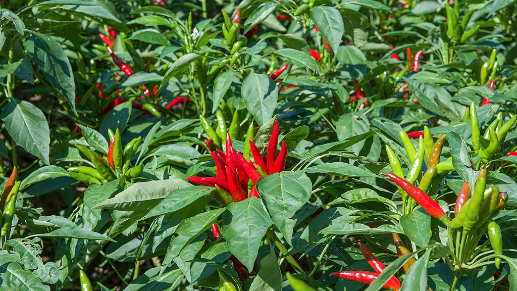 辟谣 | 陕西咸阳千亩辣椒免费摘？