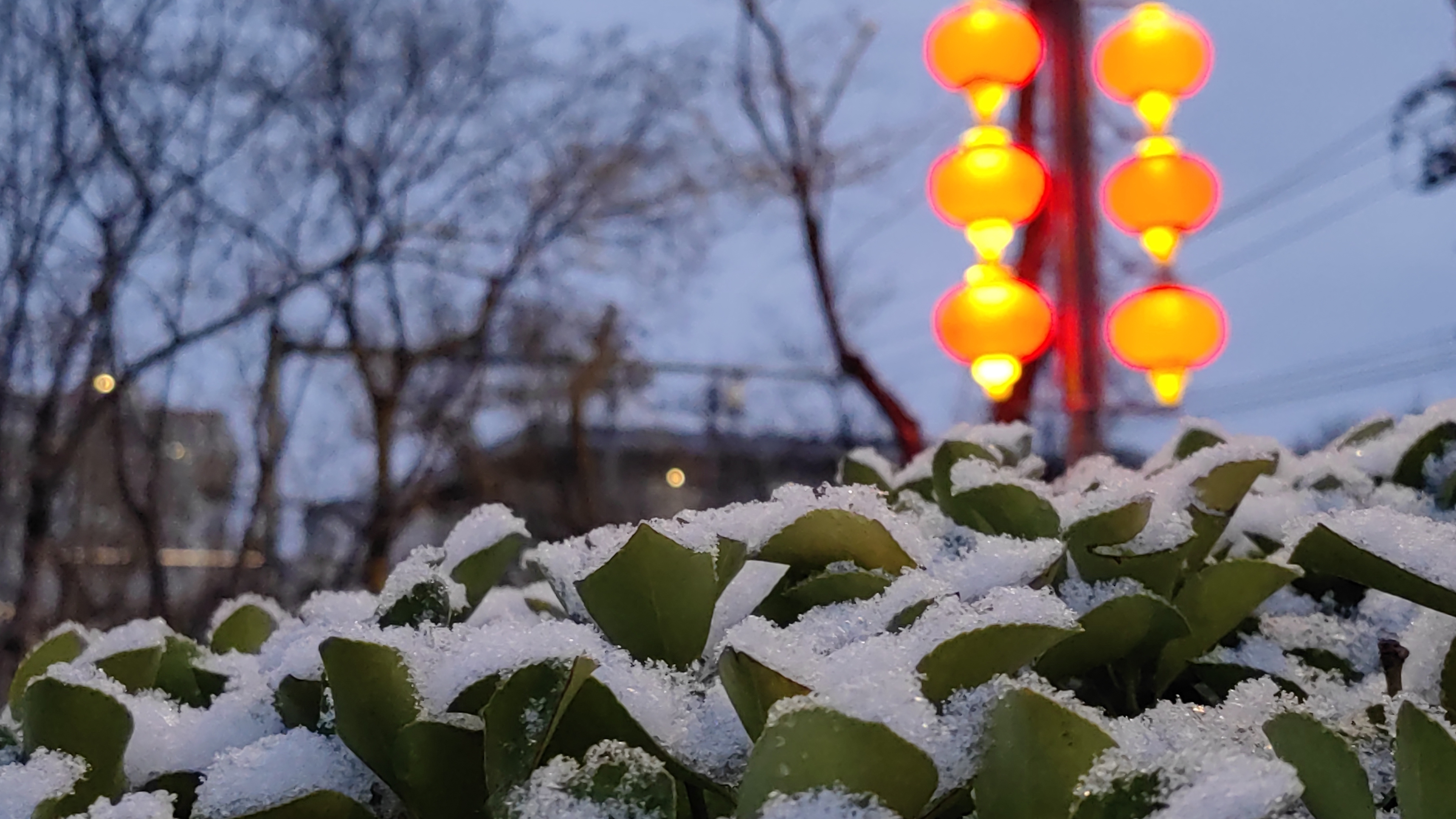 石景山区春雪映黄花，迎春花傲寒绽放