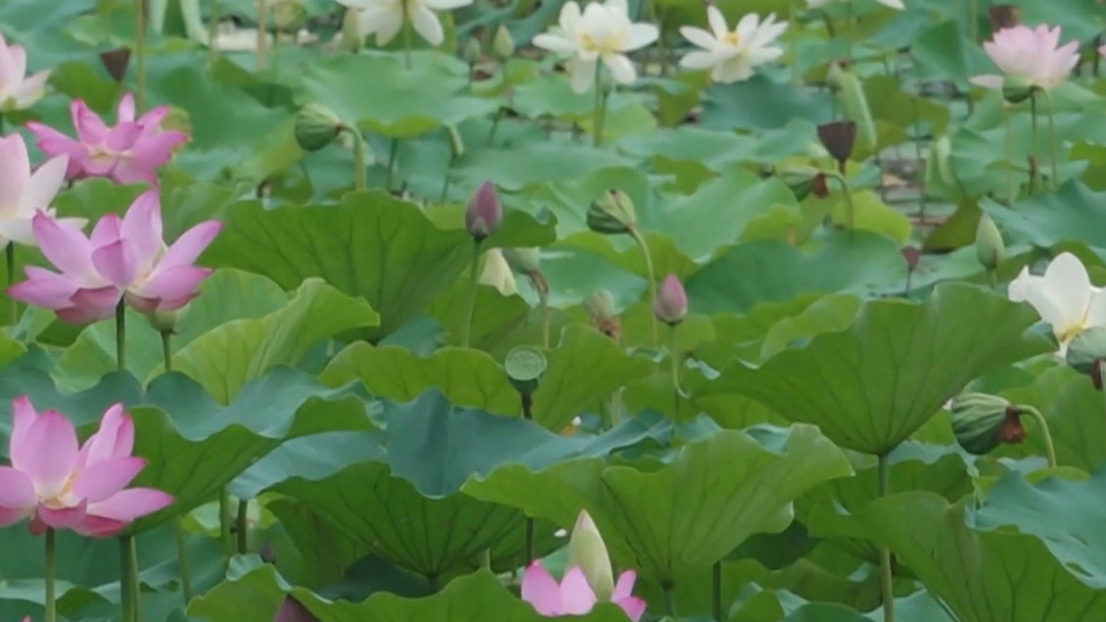 圆明园荷花节一站式解锁夏日雅趣