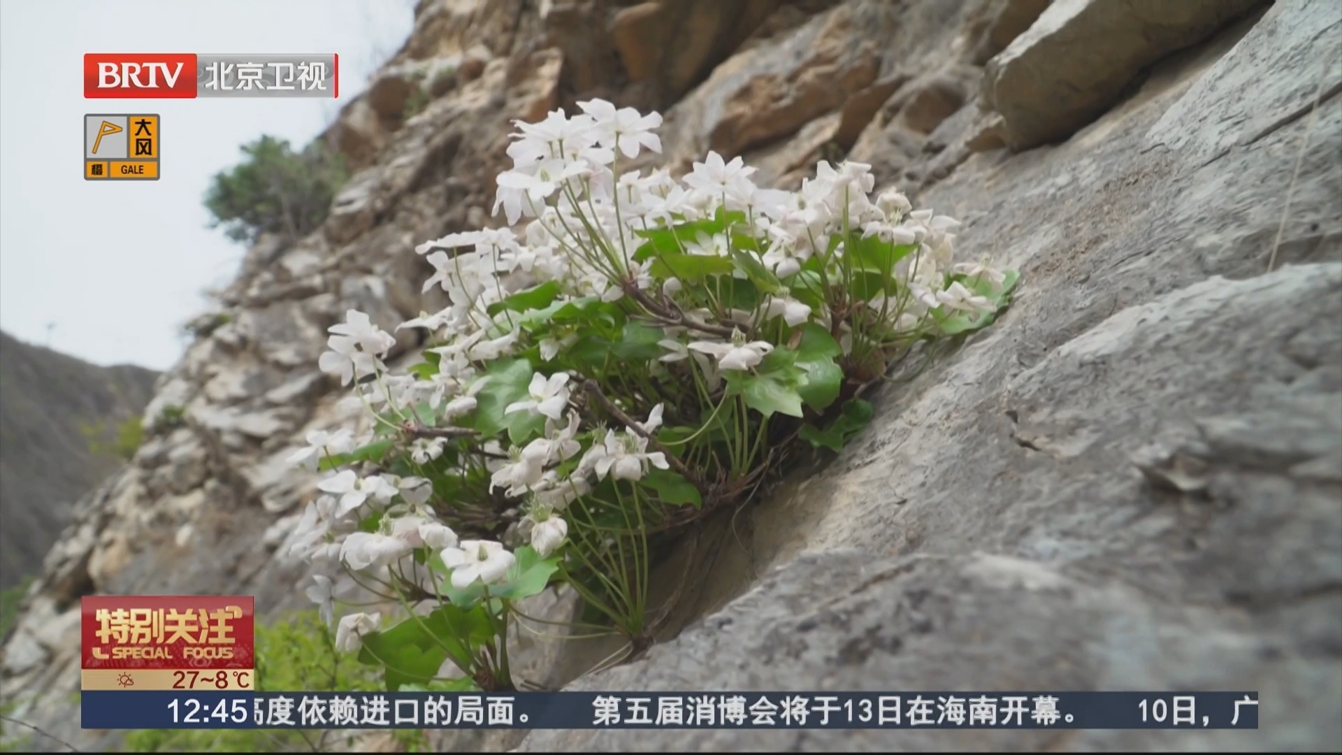 北京中心城区首次发现国家二级保护野生植物槭叶铁线莲 北京中心城区首次发现国家二级保护野生植物槭叶铁线莲