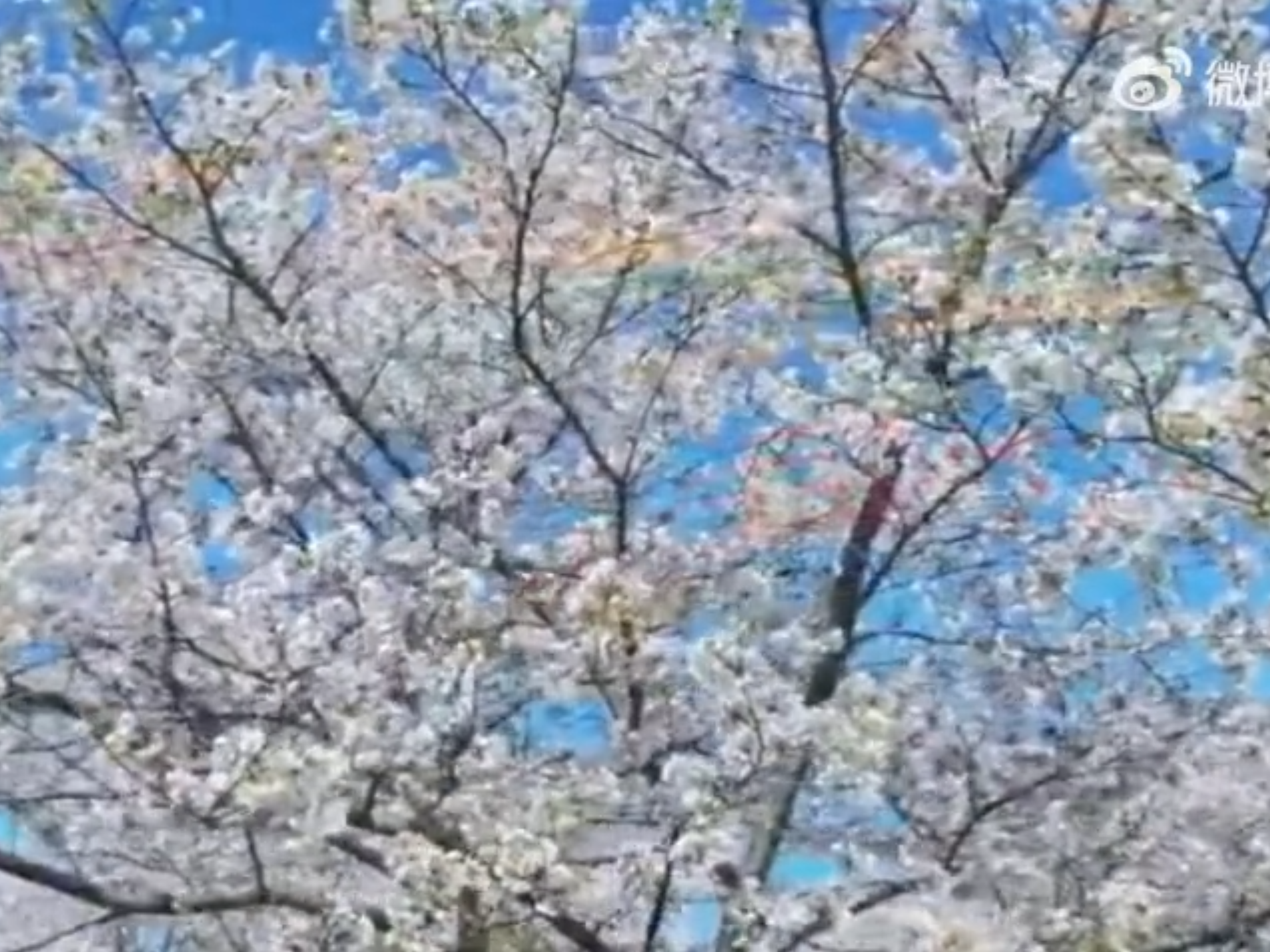 #江苏樱花盛放好浪漫#