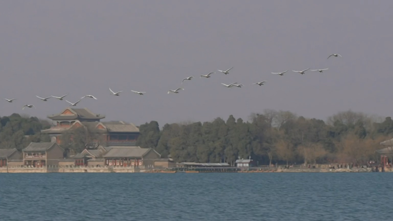 白天鹅飞越颐和园 春和景明彰显生态美