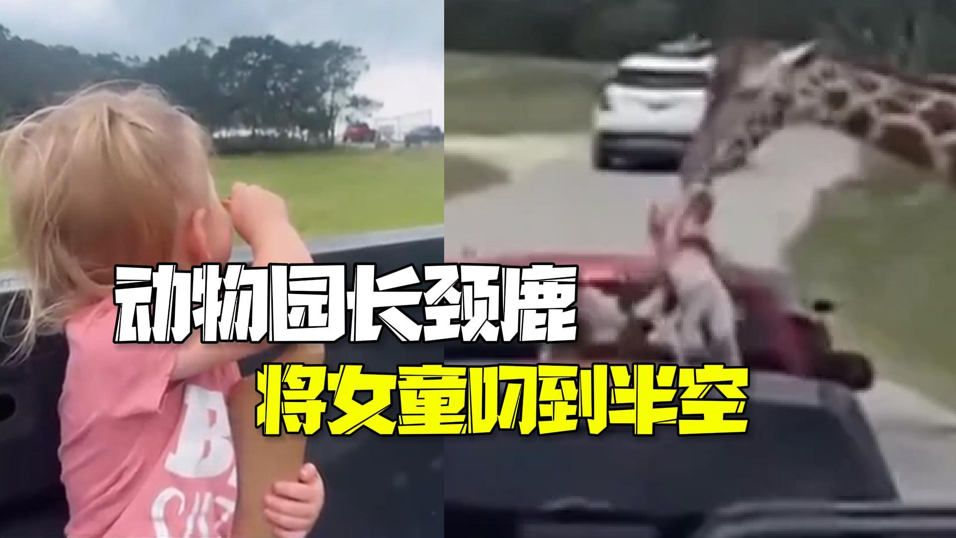 美国一家人逛野生动物园  2岁女童被长颈鹿叼到半空