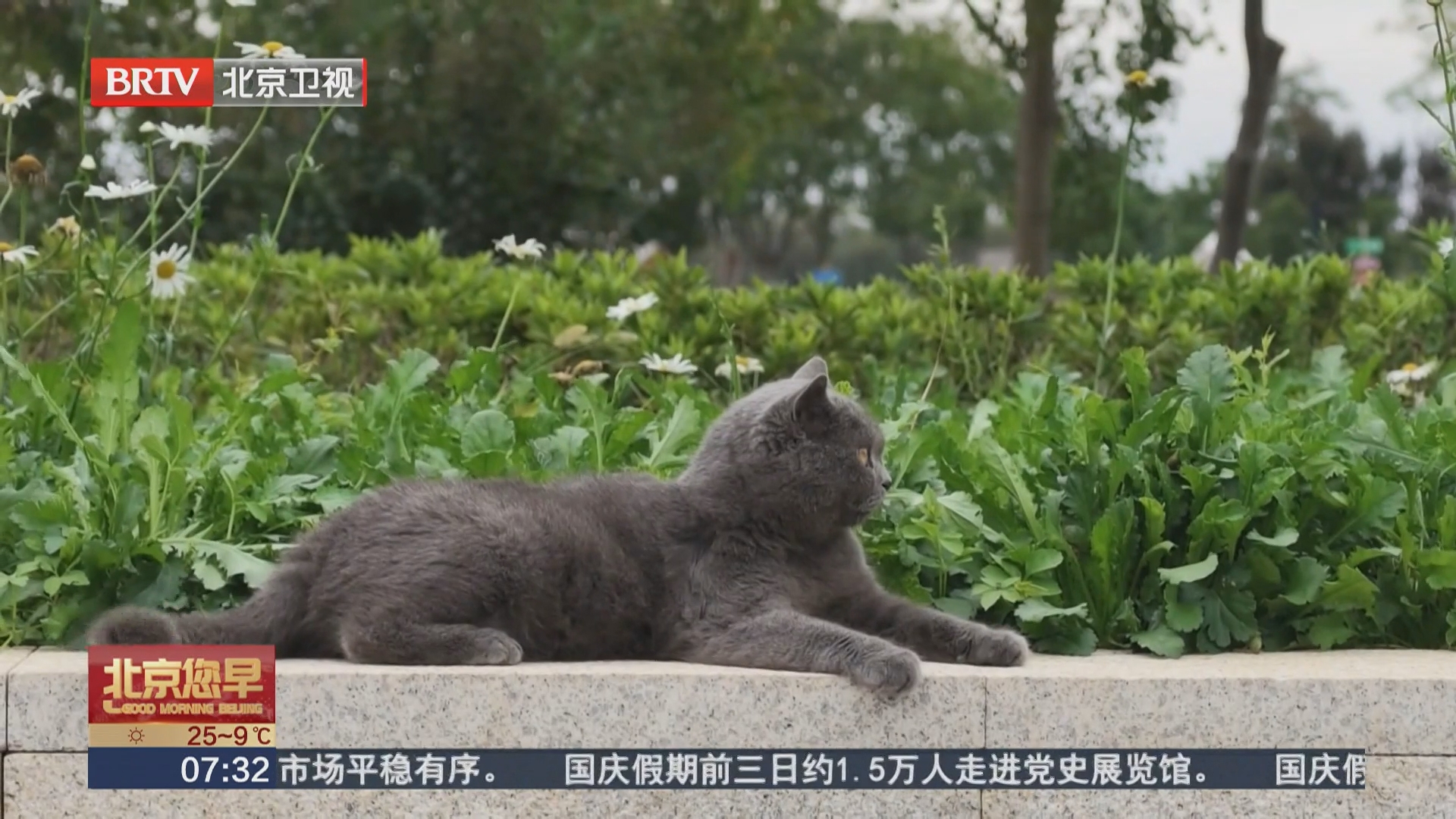 徐州:“喵星人”在岗迎客 享受软萌治愈假日时光 徐州:“喵星人”在岗迎客 享受软萌治愈假日时光