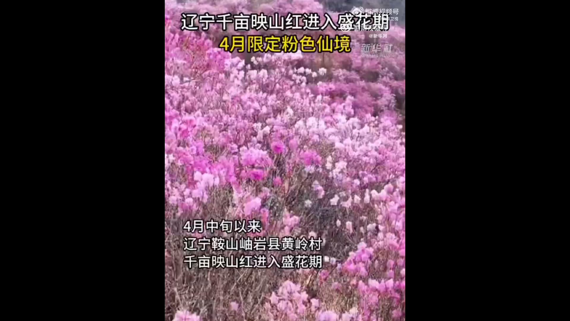 辽宁映山红织就绝美粉色梦境 辽宁映山红织就绝美粉色梦境